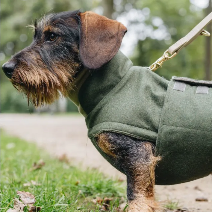 Dog Coat Cloud 7 Brooklyn DACHSHUND Fern