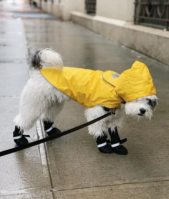 Raincoat | Blue Stripe Rubber Duck