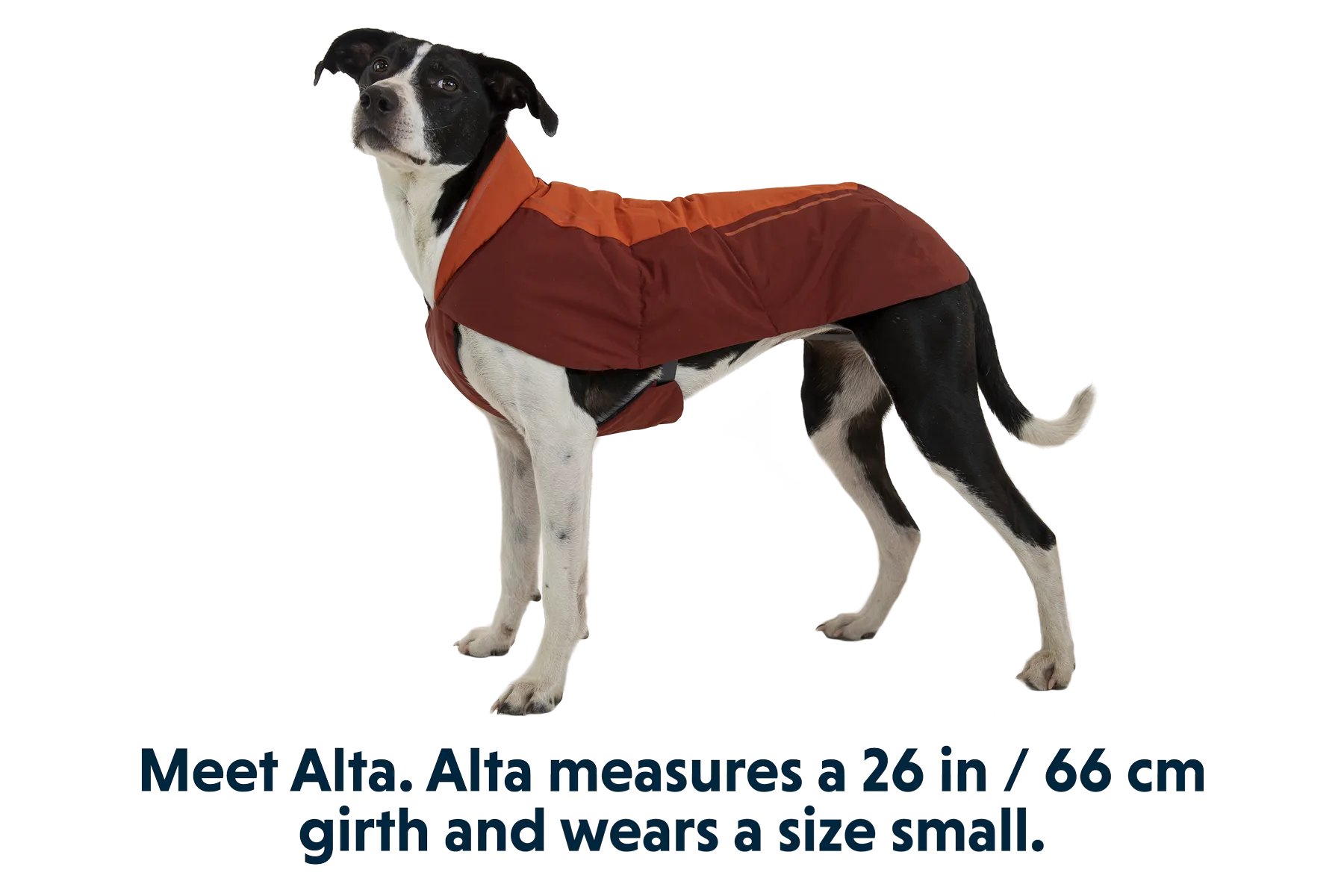 Vert™ Winter Dog Coat