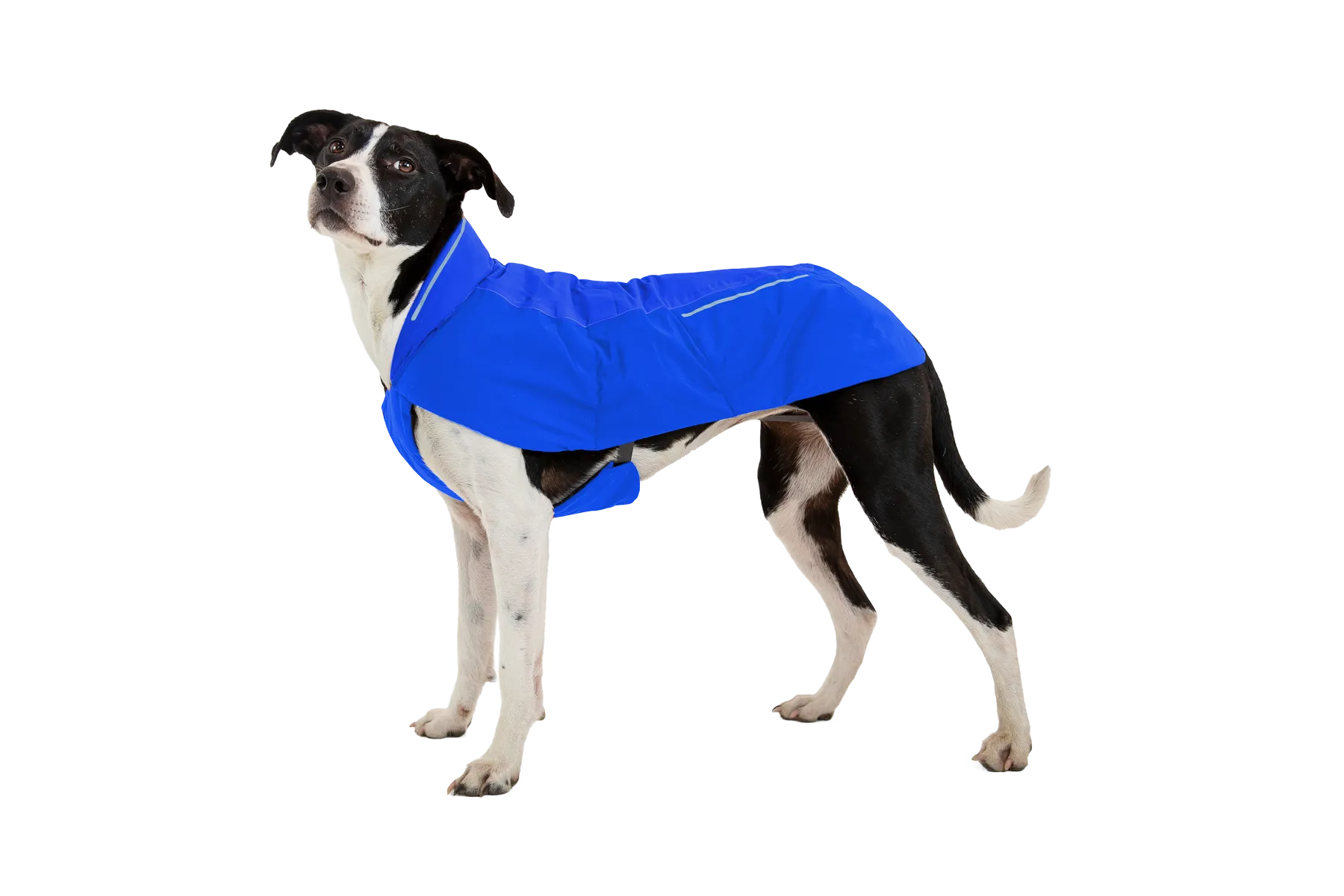 Vert™ Winter Dog Coat